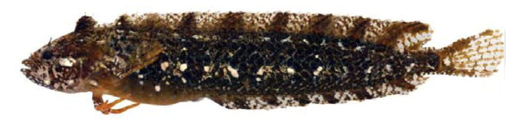 Clinitrachus argentatus_04458